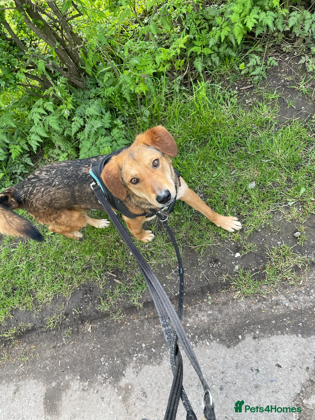 Mixed Breed dogs for adoption: Meet Shiloh, currently residing in Cheshire  in Nantwich - Advert 5