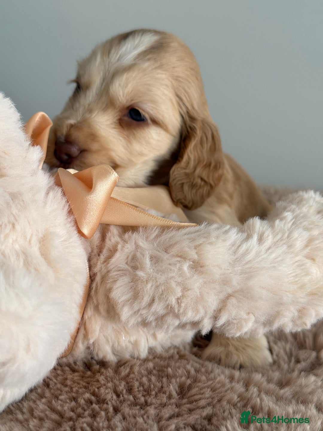 Cocker Spaniel dogs for sale: Show type cocker spaniels  - Image 9