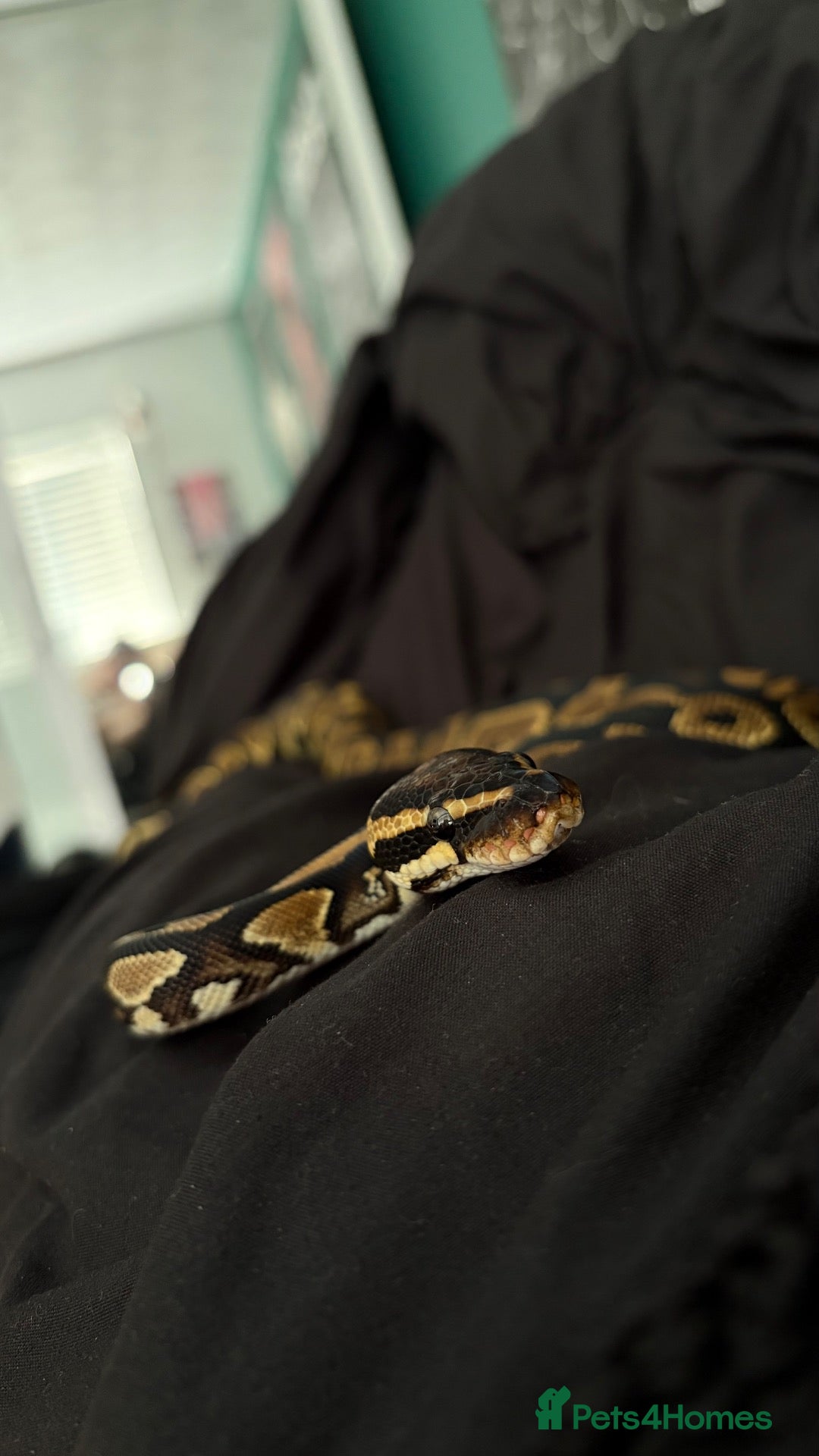 Python Snake reptiles BALL PYTHON - Advert 1