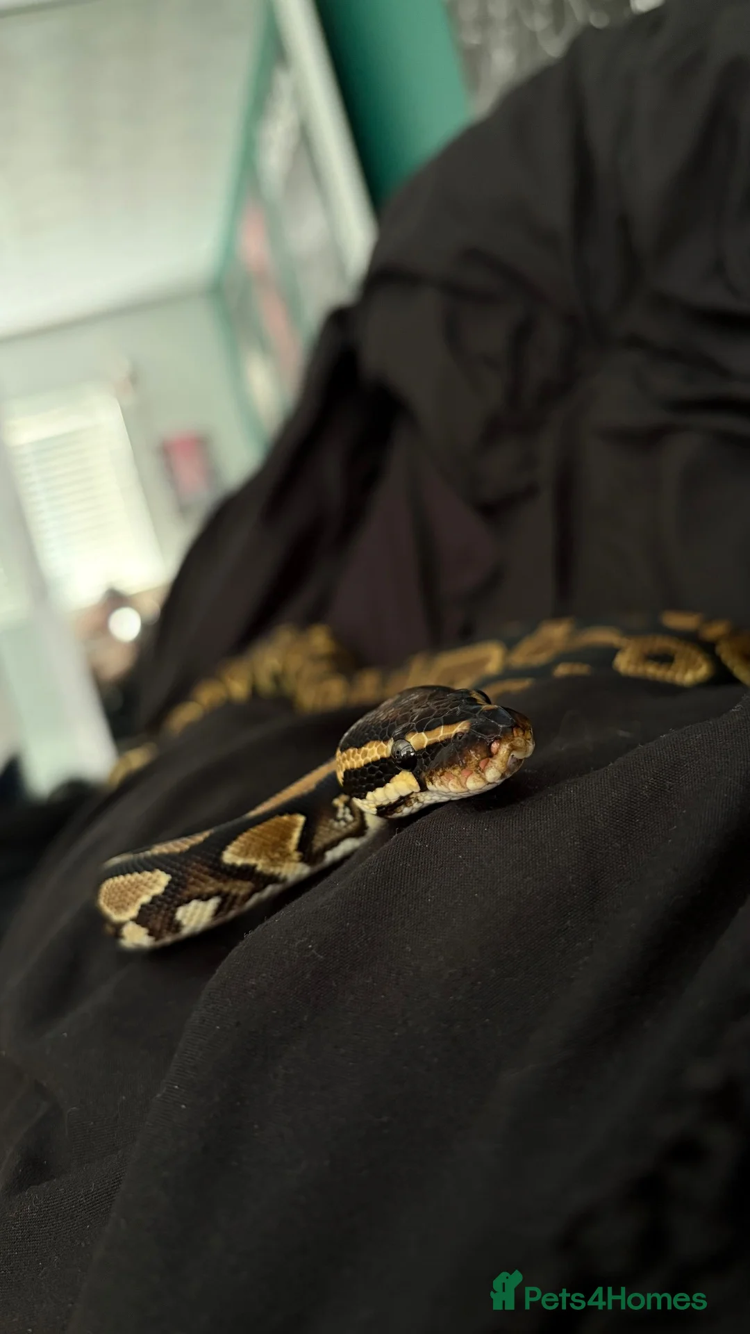 Python Snake reptiles for sale: BALL PYTHON in Runcorn - Advert 1