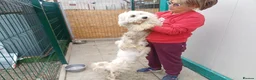 Mixed Breed dogs for adoption: 🤍MATEO - from a market crate to a Loving Home 🏡 in Nottingham - Advert 12