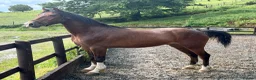 Welsh Section C horses for sale: Stunning Youngster - Show / driven potential  - Advert 4