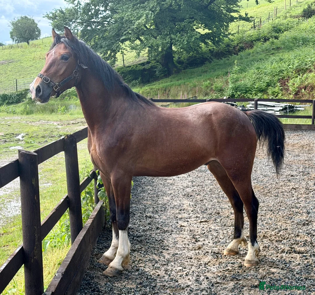 Welsh Section C horses for sale: Stunning Youngster - Show / driven potential  - Advert 4