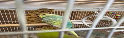 Budgerigars birds for sale: Baby Budgies - Advert 7