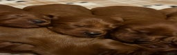 Irish Setter dogs for sale: ❤️🇮🇪Irish setter pups 🇮🇪 ❤️ - Advert 11