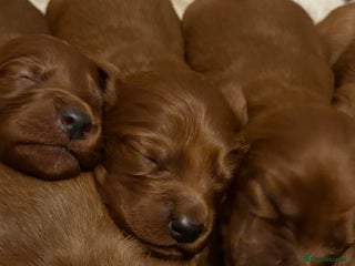 Irish Setter dogs ❤️🇮🇪Irish setter pups 🇮🇪 ❤️ - Advert 4