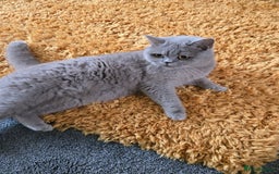 British Shorthair cats for sale: British short haired sisters  - Image 2