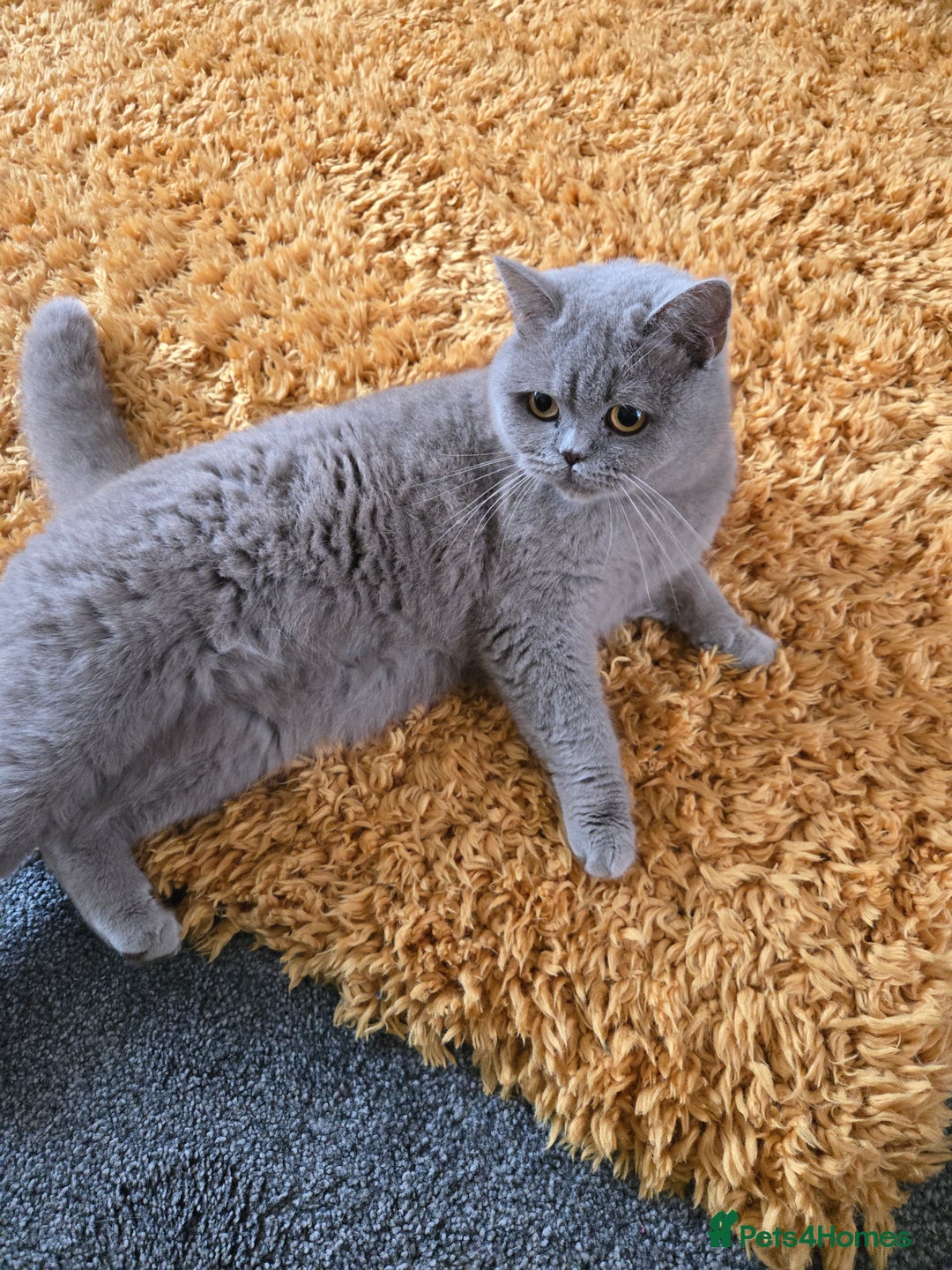 British Shorthair cats for sale: British short haired sisters  - Image 2
