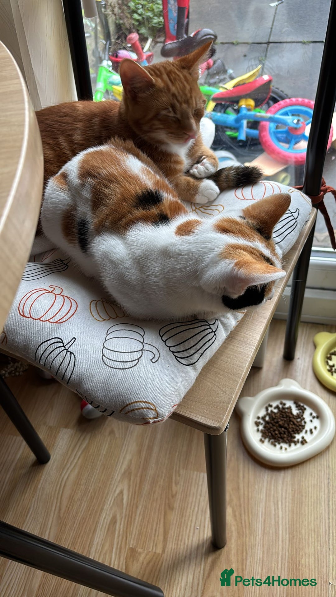Domestic Shorthair cats for sale: Simba & Nola - Advert 4