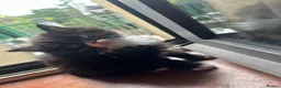 Mixed Breed cats for sale: Britishlonghair & TurkishAngora  last 2 left   - Advert 3