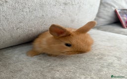 Netherland Dwarf rabbits for sale: Netherlands dwarf/lion head dwarf babies - Image 9