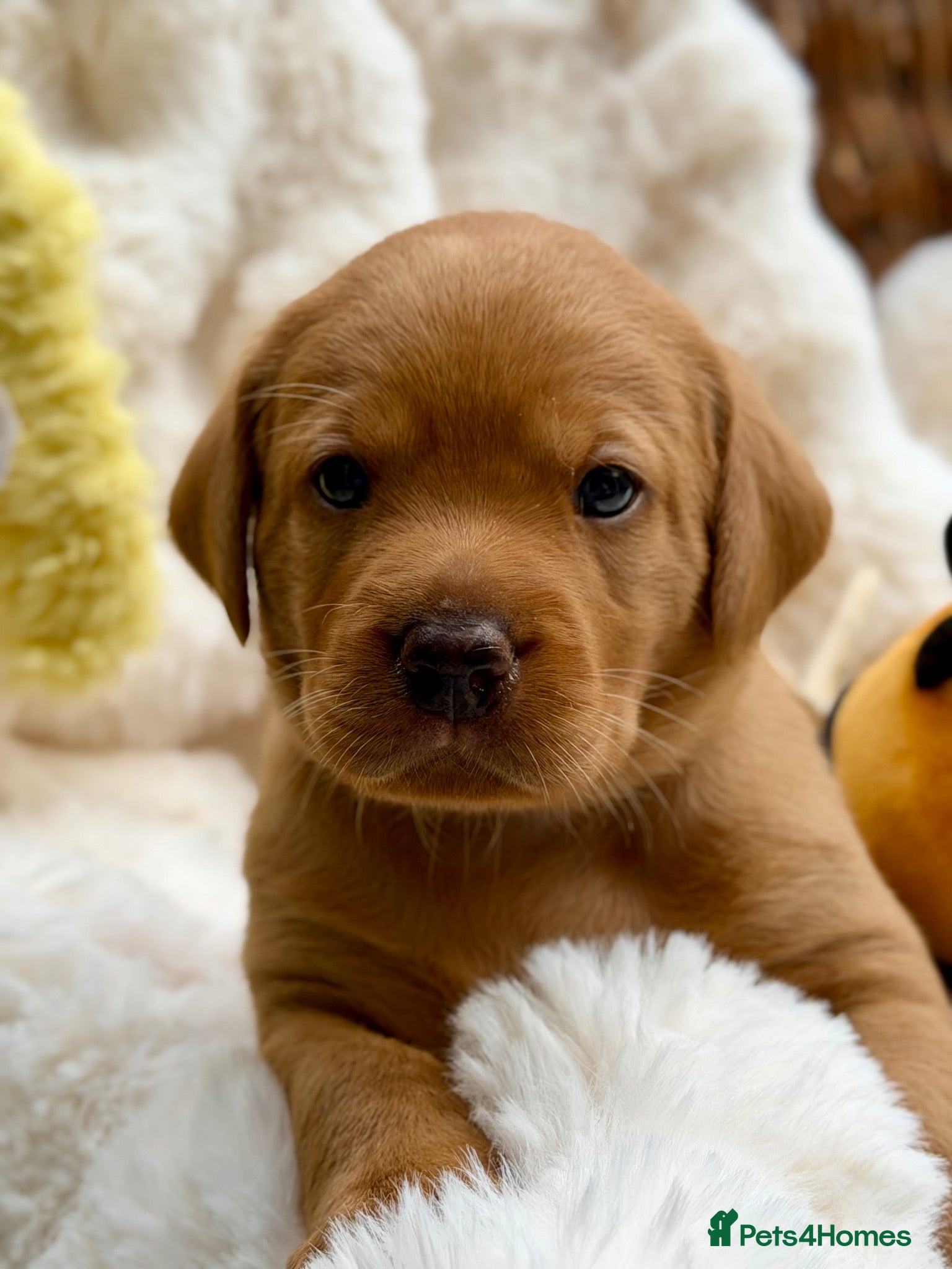 Labrador Retriever dogs Fox Red KC Registered Labrador Puppies🐾 - Advert 2