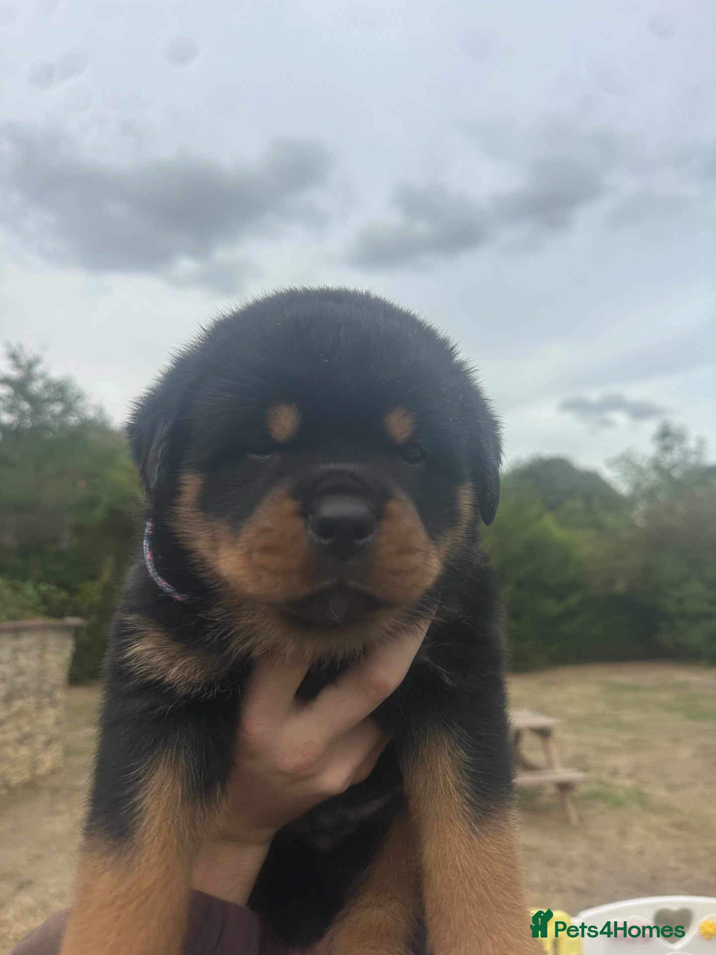 Rottweiler dogs Amazing Rottweiler litter girls and boys   - Advert 2