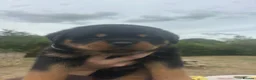 Rottweiler dogs for sale: Amazing Rottweiler litter girls and boys   - Advert 4