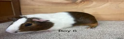 Guinea Pig rodents for sale: 10 -12 week old male Guinea Pigs ready now - Advert 6