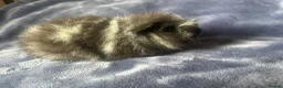 Guinea Pig rodents for sale: Swiss Guinea pigs  - Advert 2