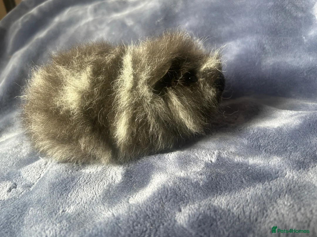 Guinea Pig rodents for sale: Swiss Guinea pigs  - Advert 2
