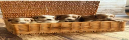 Cocker Spaniel dogs for stud: Proven KC  Stud dog - Advert 9