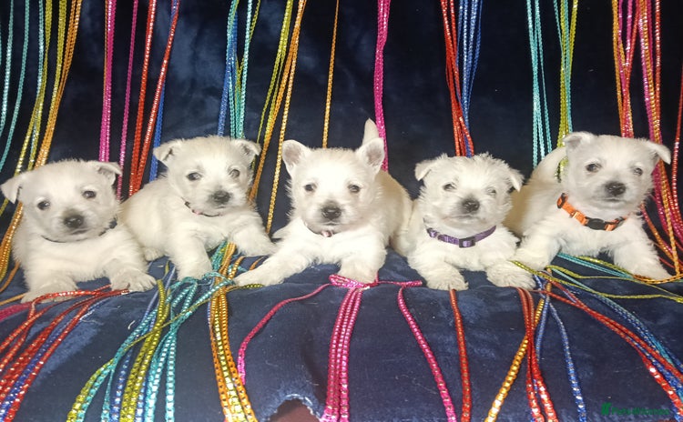 West Highland Terrier dogs - Advert 1
