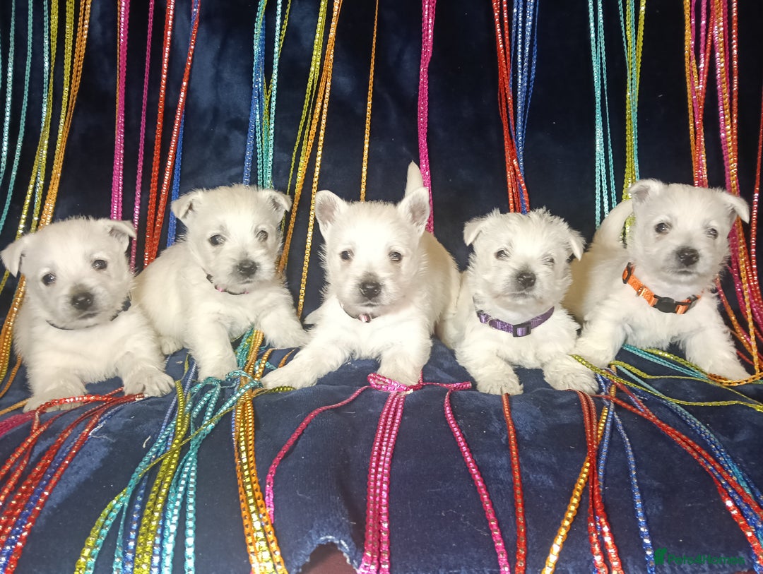 West Highland Terrier dogs for sale: KC Registered Beautiful West Highland Terrier Pups - Image 1