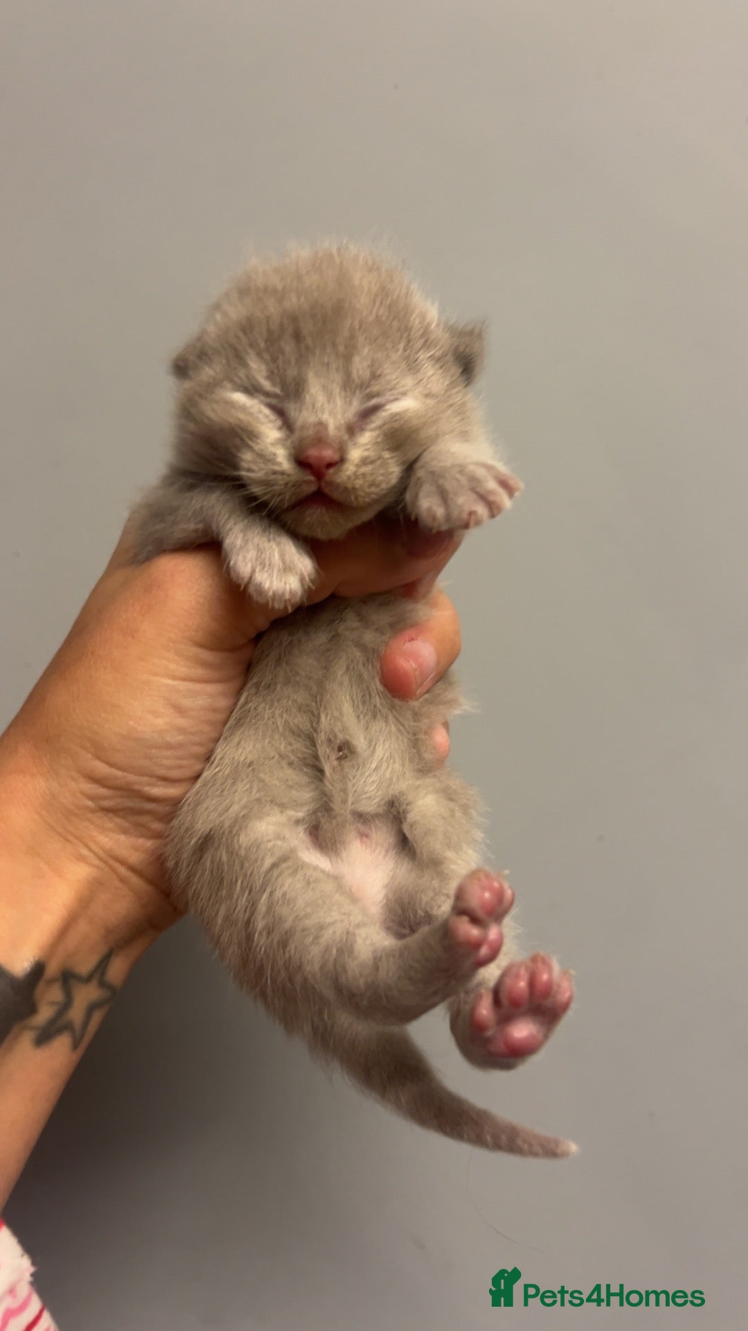 British Shorthair cats for sale: BSH KITTENS 🤎💙 - Advert 12