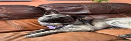 Mixed Breed dogs for adoption: Medium, F, loves people & dogs, great character! - Advert 1