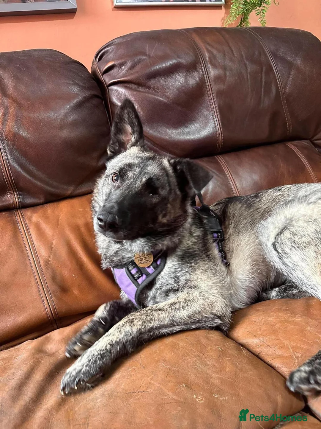Mixed Breed dogs for adoption: Medium, F, loves people & dogs, great character! - Advert 1