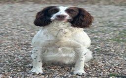 Springador dogs for sale: Springador Puppies - Image 9