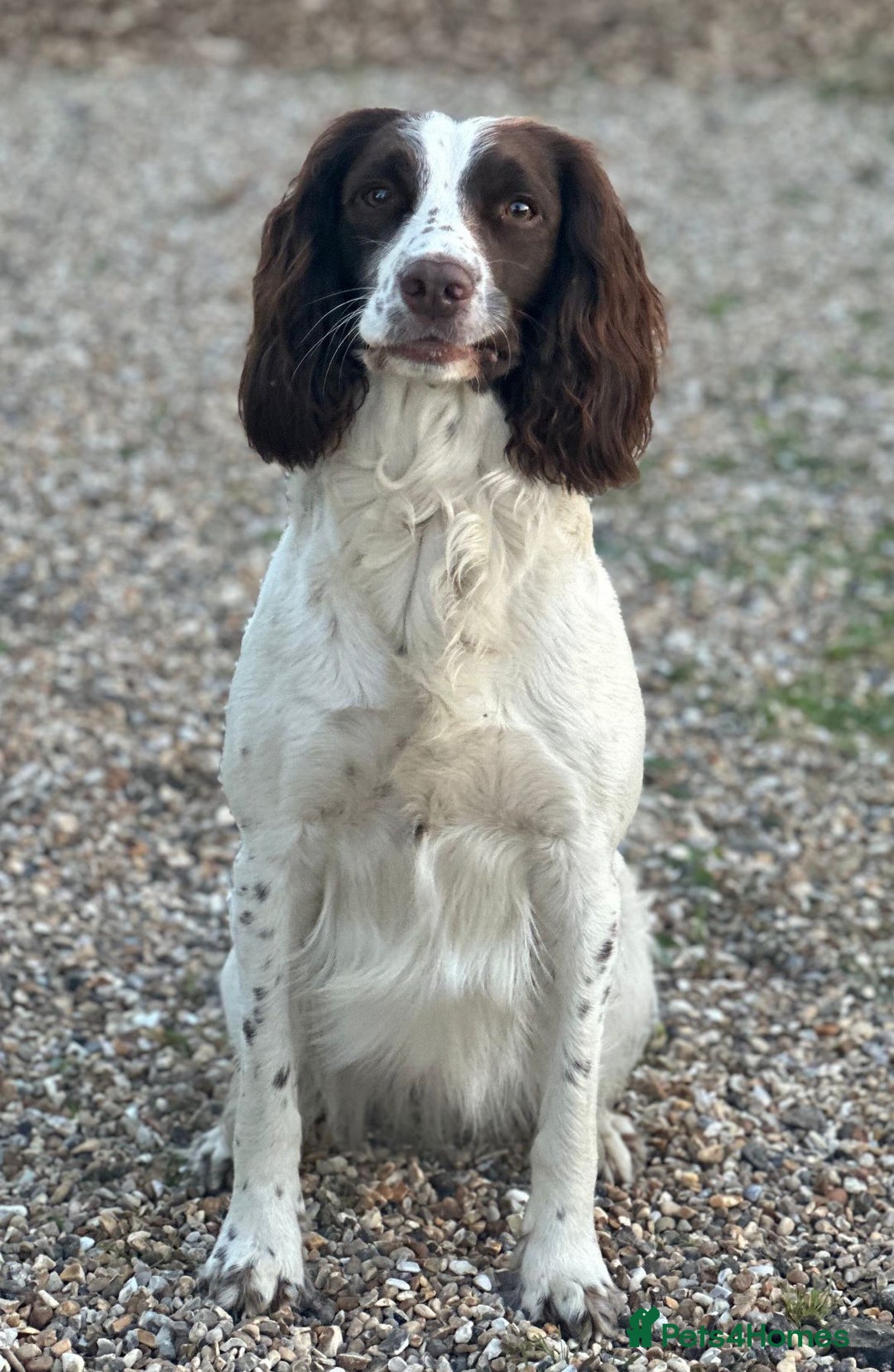 Springador dogs for sale: Springador Puppies - Image 9