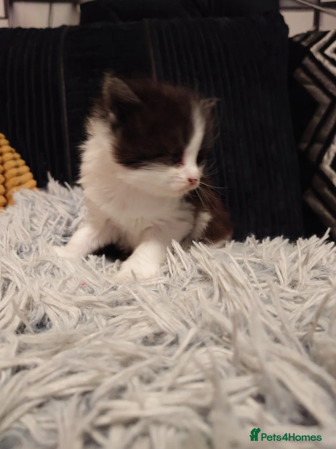 Mixed Breed cats for sale: Maine Coon mix  - Advert 3