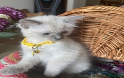 Ragdoll cats for sale: Adorable Ragdoll Kittens  - Image 4