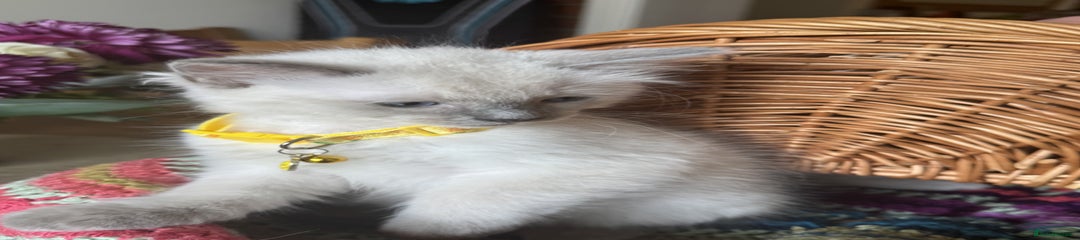 Pineapple (yellow collar)