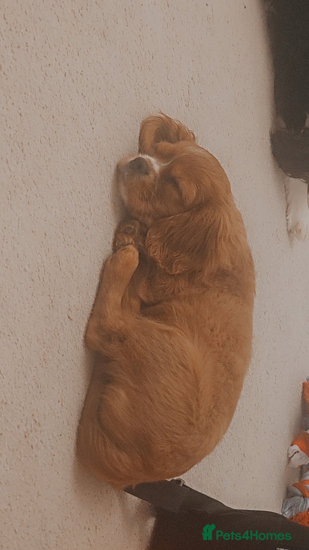 Cavalier King Charles Spaniel dogs Cavalier king charles puppys READY NOW pedigree KC - Advert 6