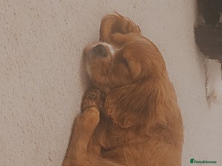 Cavalier King Charles Spaniel dogs Cavalier king charles puppys READY NOW pedigree KC - Advert 6