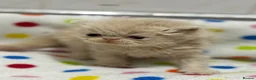 Persian cats for sale: GCCF registered Persian kittens  - Advert 6