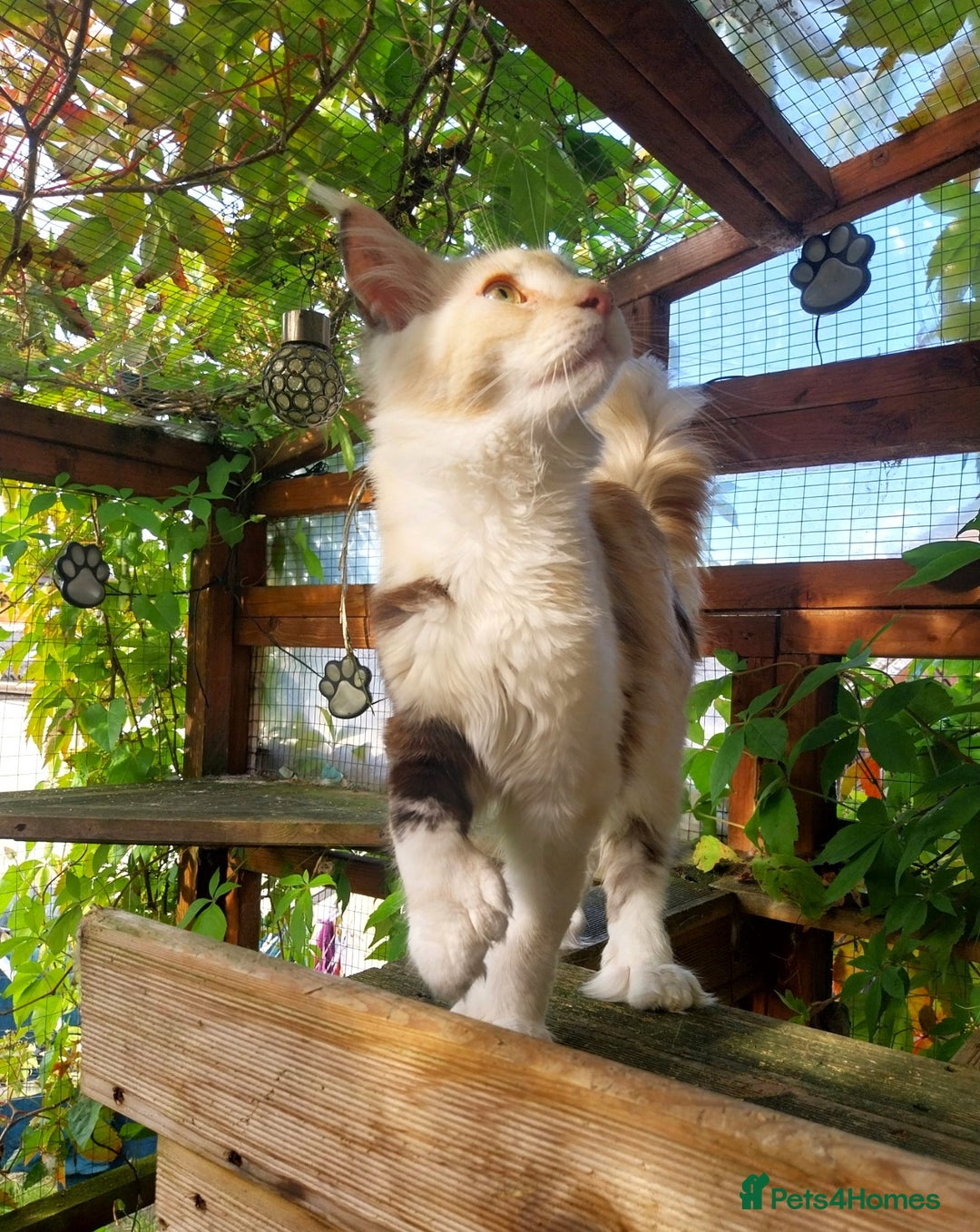 Maine Coon cats for sale: Stunning Tortie Maine Coon Kitten POLYDACTYL Girl. - Image 3