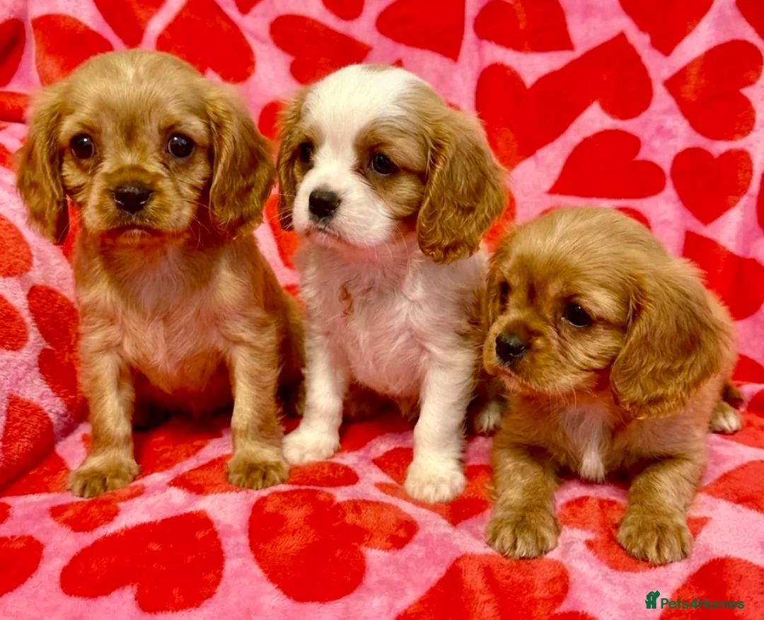 Cavalier King Charles Spaniel dogs for sale: STUNNING CAVALIER PUPPIES READY TO LEAVE NEXT WEEK in Leigh - Advert 1