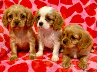 Cavalier King Charles Spaniel dogs STUNNING CAVALIER PUPPIES READY TO LEAVE NEXT WEEK - Advert 1