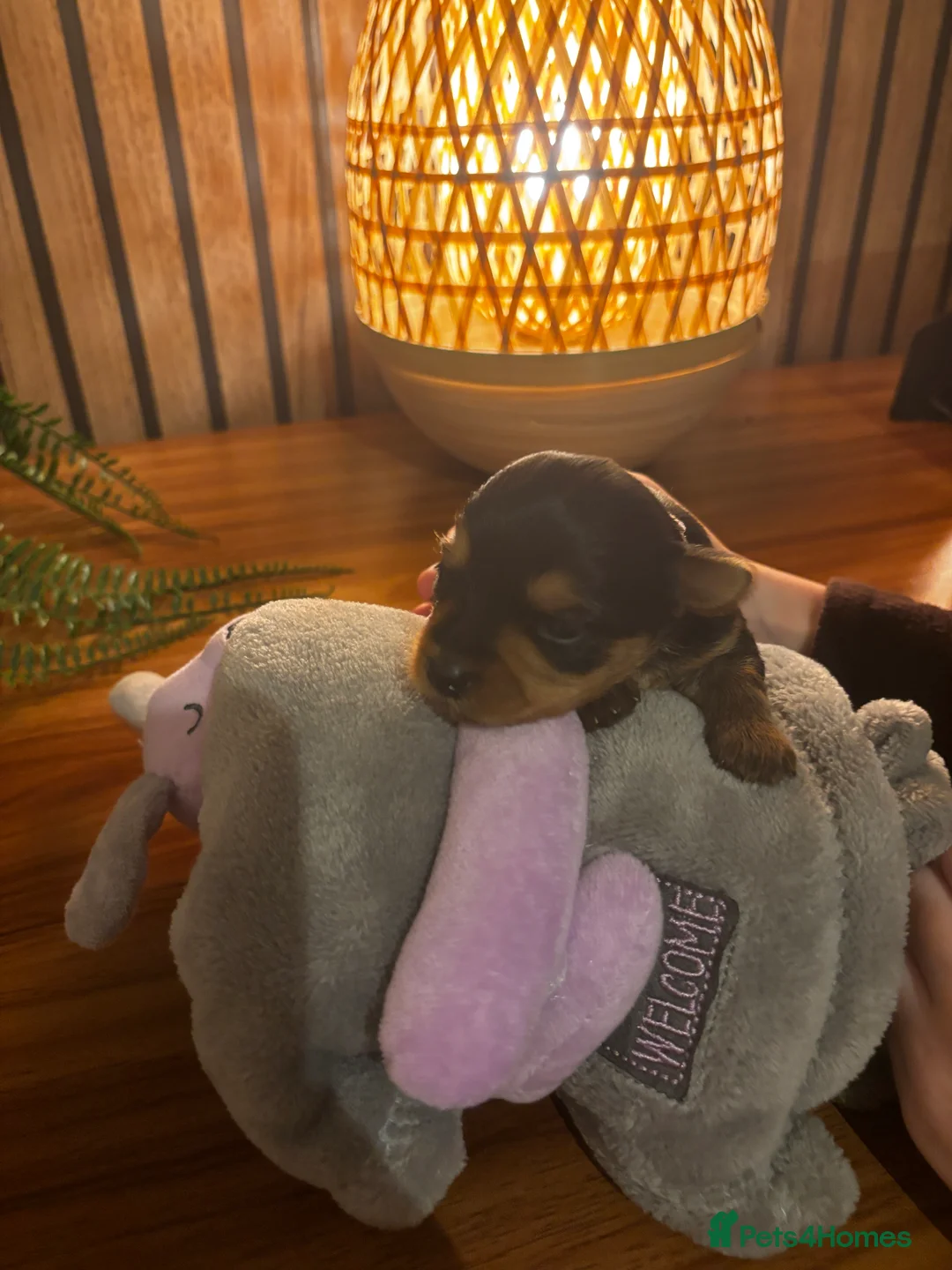 Yorkshire Terrier dogs for sale: Gorgeous Yorkshire terrier puppies - Advert 3