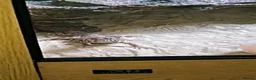 Lizard reptiles for sale: Uromastyx ornata in Southampton - Advert 6