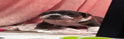 Mixed Breed dogs for sale: Olde English bulldog puppies  in Durham - Advert 3