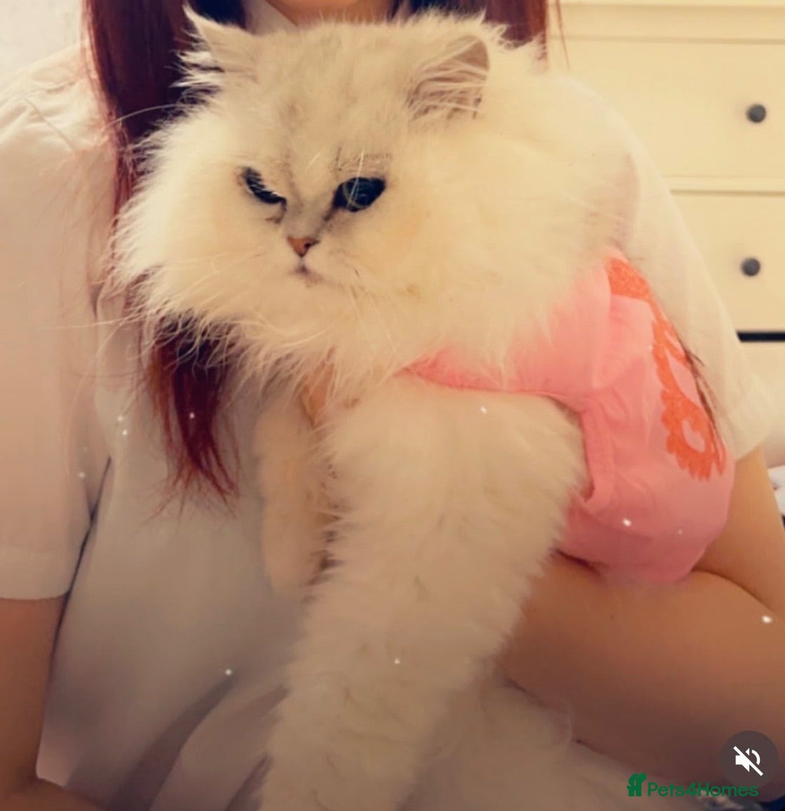 Perdoll cats Persian x ragdoll - Advert 10