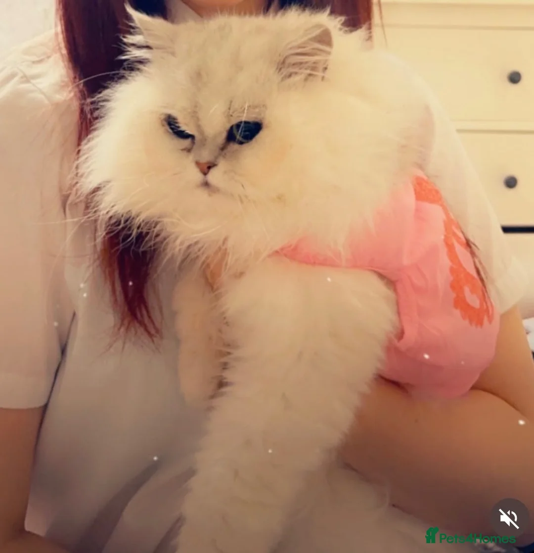 Perdoll cats for sale: Persian x ragdoll - Advert 1
