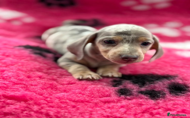 Miniature Dachshund dogs - Advert 8
