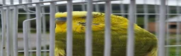 Budgerigars birds for sale: Budgie hand tame in Appin - Advert 2