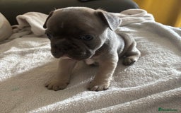 French Bulldog dogs for sale: Adorable French bulldog puppies for sale - Image 15