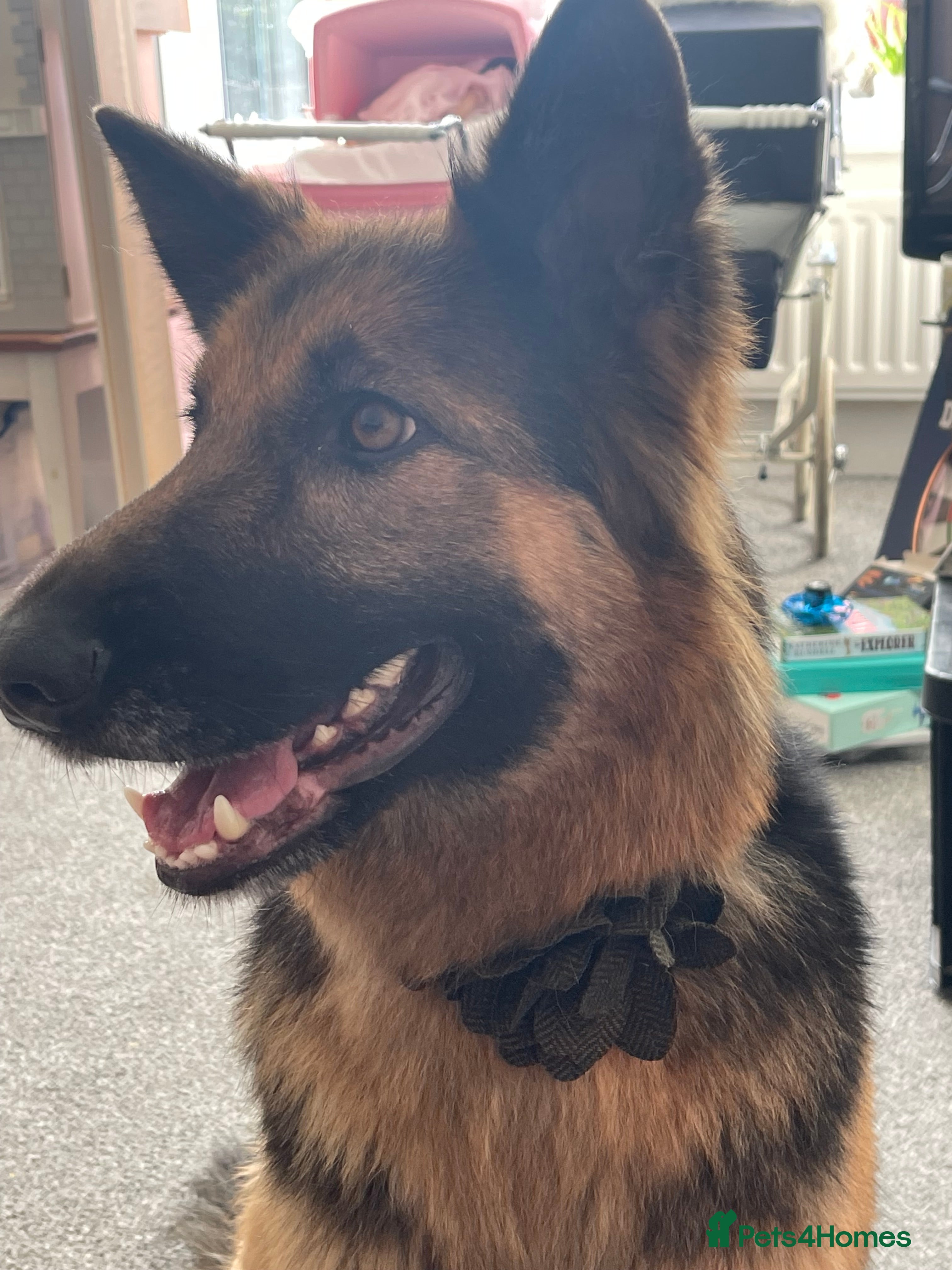 German Shepherd dogs 🌟 Meet Narla – Your Ultimate Adventure Partner 🌟 - Advert 1