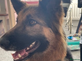 German Shepherd dogs 🌟 Meet Narla – Your Ultimate Adventure Partner 🌟 - Advert 1