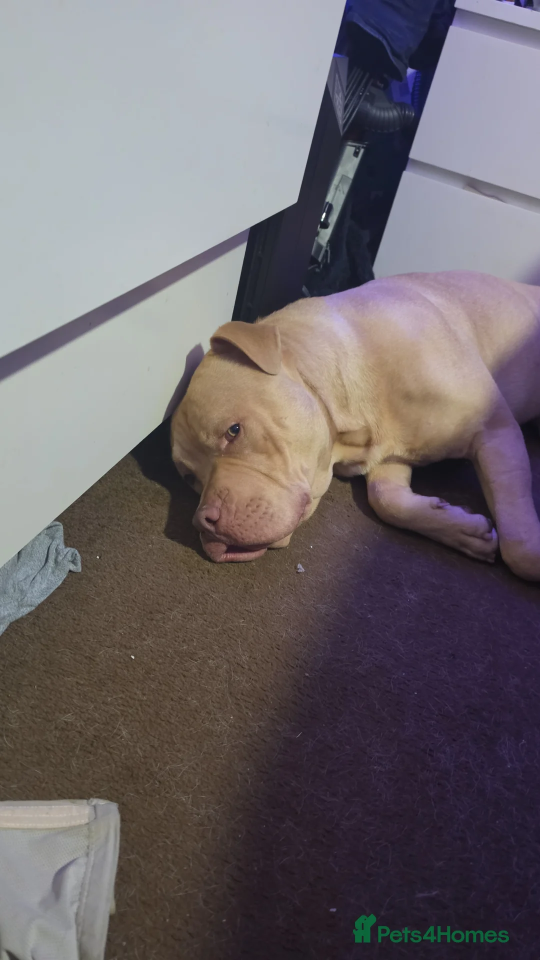 Mixed Breed dogs for sale: Mastiff cross  in Newark - Advert 2