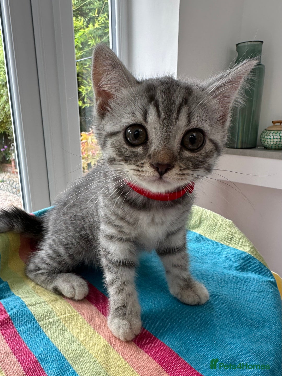British Shorthair cats for sale: Stunning BSH Silver Female Grey Stripe Kittens - Image 7